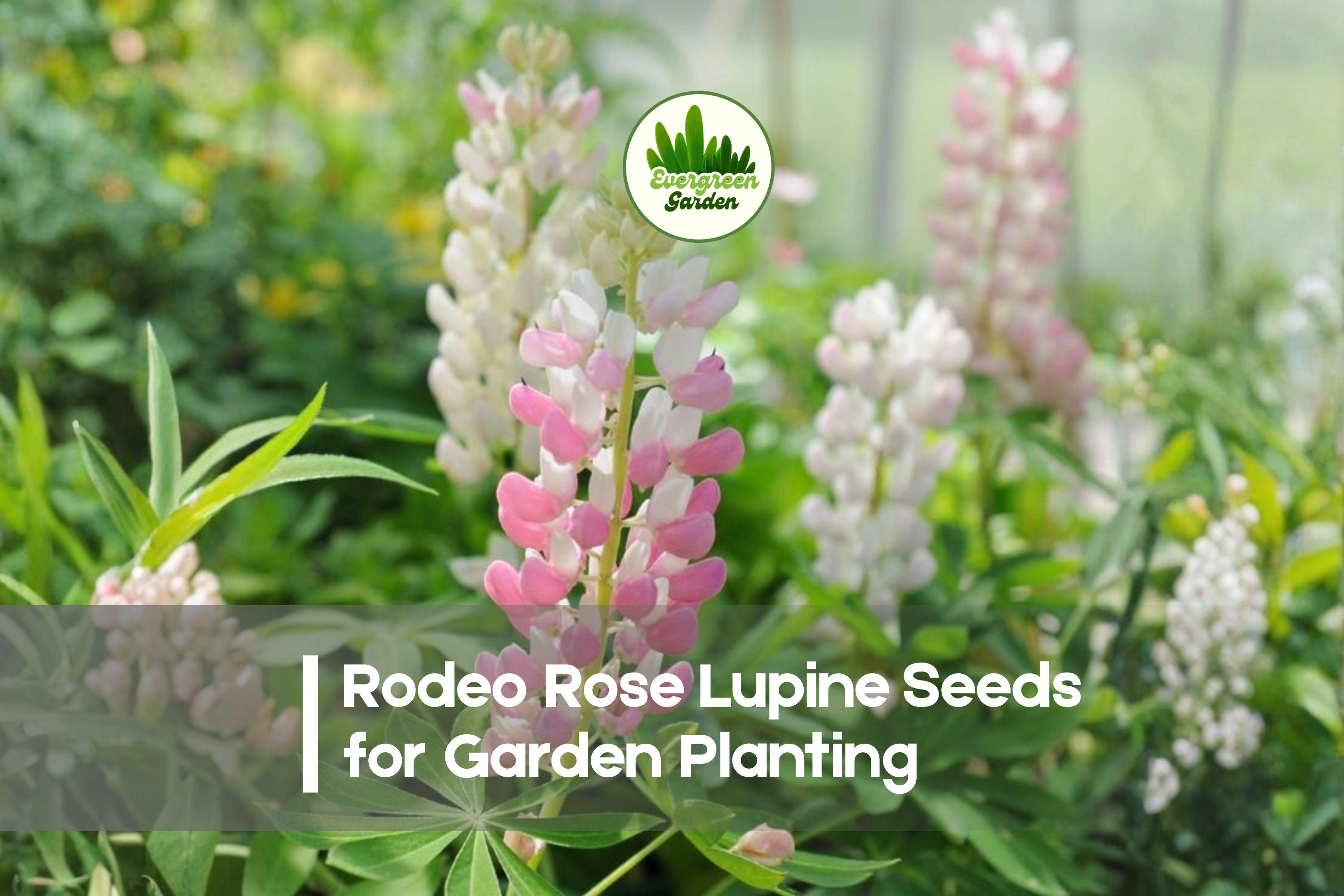 25+ Rodeo Rose Lupine Seeds - Deep Rose Pink Perennial Flowering Plant Lupinus polyphyllus for Borders, Containers & Pollinator Gardens