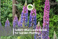 25+ Gallery Blue Lupine Seeds – Perennial Flowering Plant, Deep Blue Blooms, Lupinus polyphyllus, Cottage Garden, Pollinator Attracting