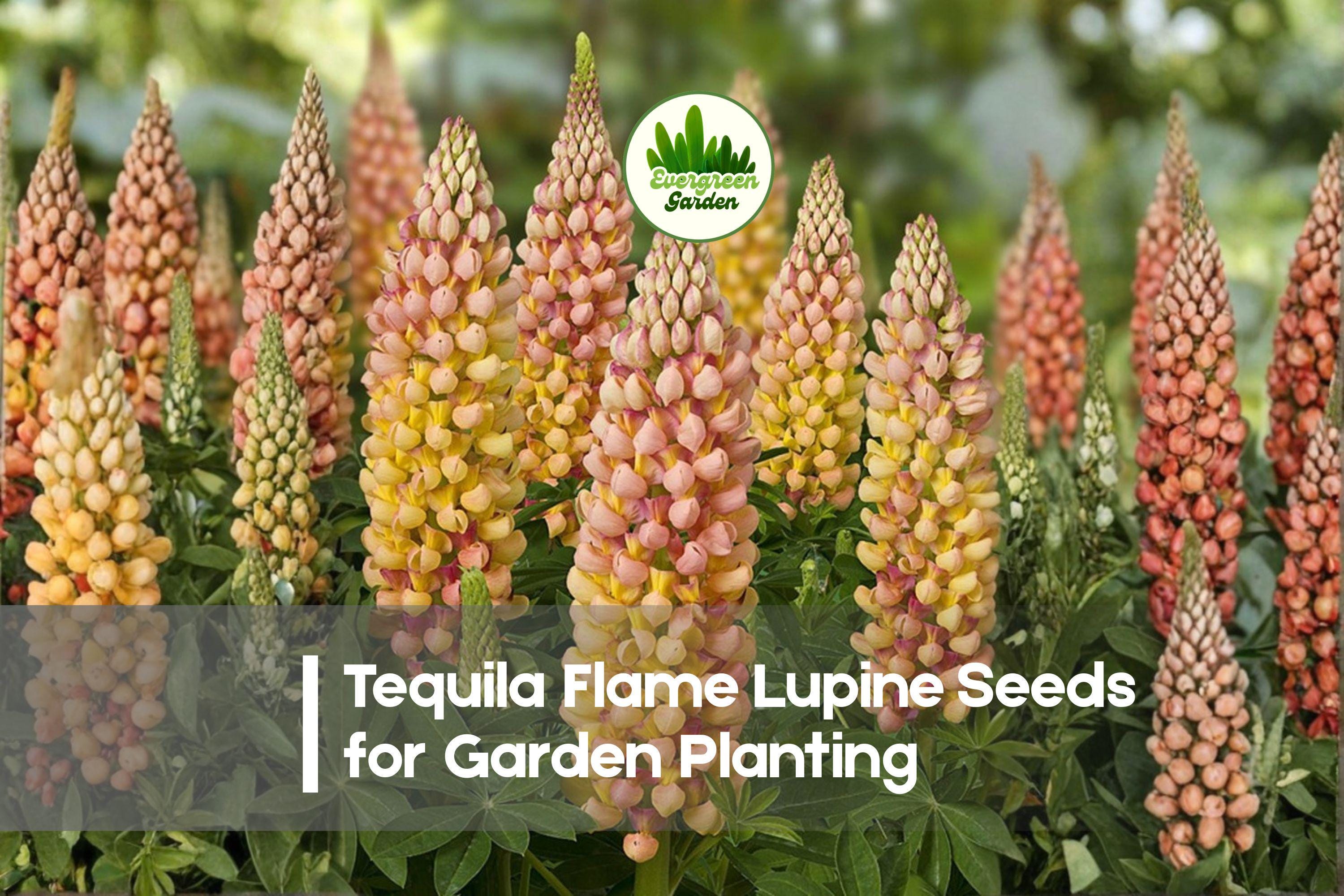 Tequila Flame Lupine Seeds - 25+ Bi-Color Red and Yellow Flowering Perennial Lupinus polyphyllus for Borders, Pollinator Gardens