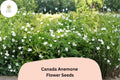 Canada Anemone Seeds | White Wildflower for Shade & Pollinator Gardens | Anemone canadensis, Perennial Ground Cover