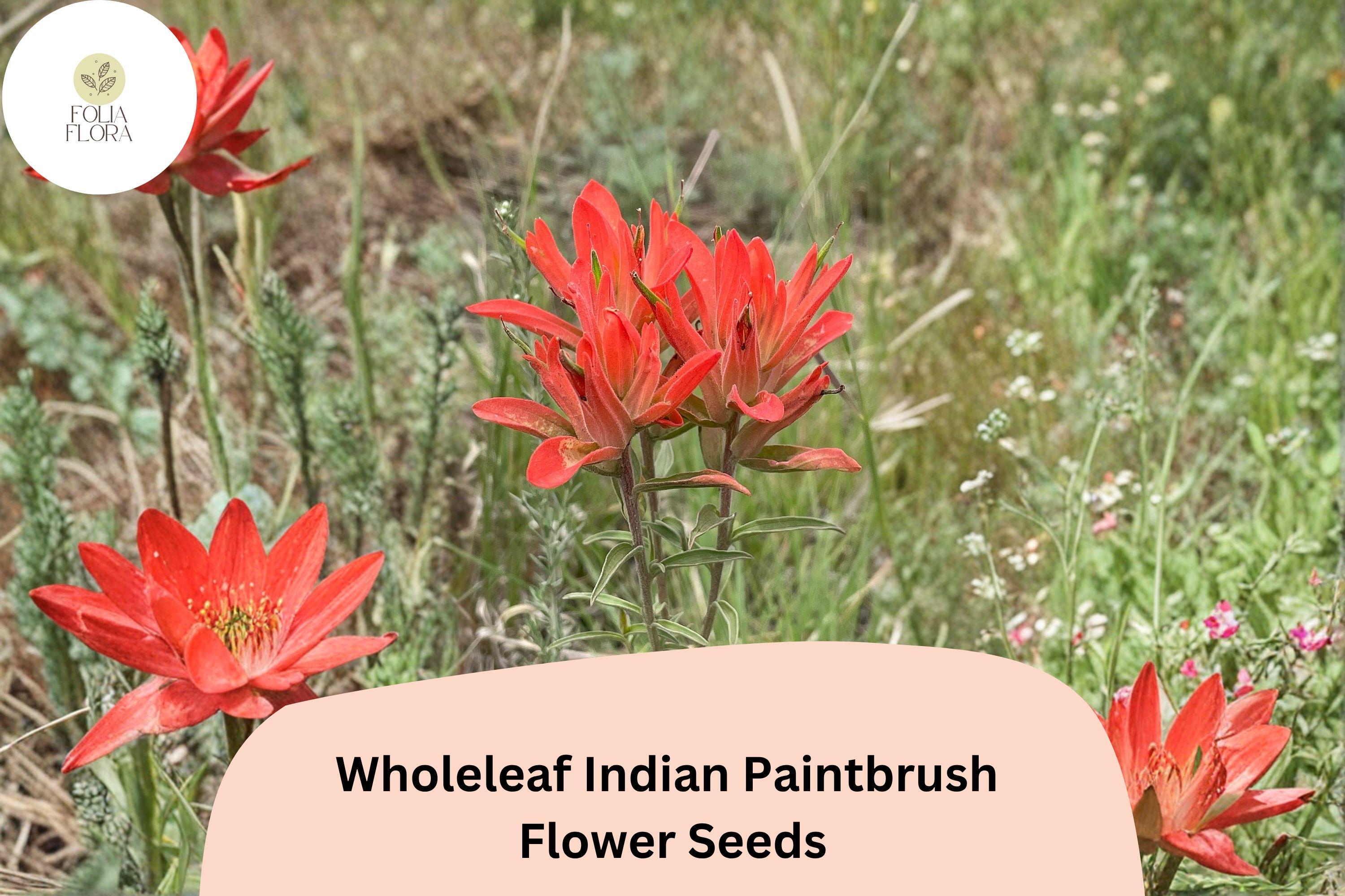 100 Castilleja integra Seeds | Wildflower Native Red Indian Paintbrush | Pollinator & Meadow Plant