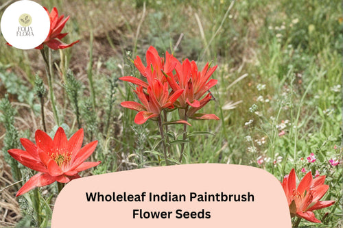 100 Castilleja integra Seeds | Wildflower Native Red Indian Paintbrush | Pollinator & Meadow Plant