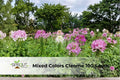 250 Blue Cornflower Seeds - Bachelor Button Wildflower, Centaurea cyanus, Vibrant Blue, Pollinator-Friendly, Easy to Grow