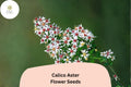 100 Symphyotrichum lateriflorum Seeds | Calico Aster Perennial Wildflower | White Pink-Tinted Blooms for Pollinators