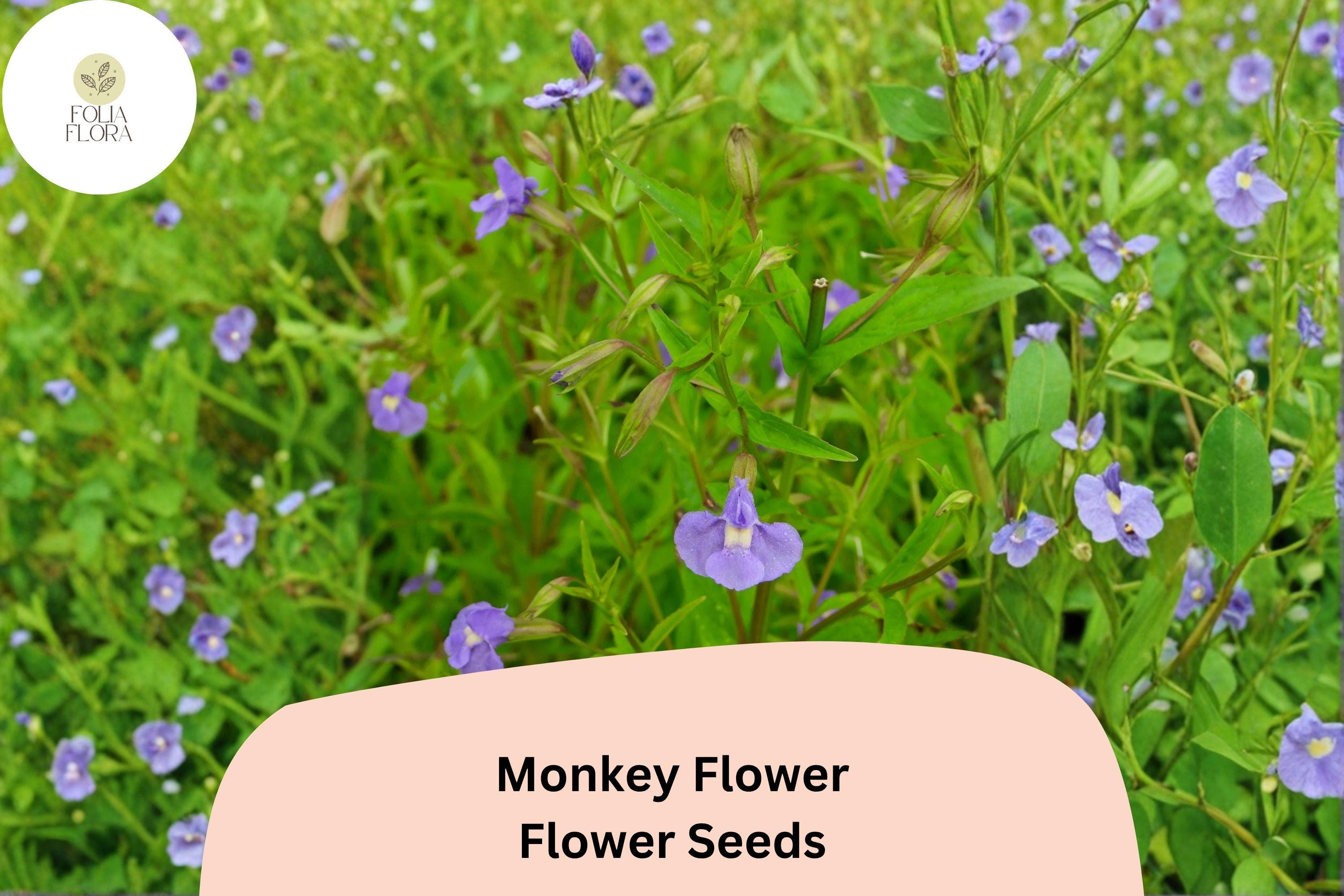 5000 Mimulus ringens Seeds | Allegheny Monkey Flower | Purple Perennial Wildflower for Wetlands & Pollinator Gardens