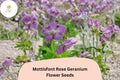 25+ Mottisfont Rose Geranium Seeds | Hardy Perennial with Pink Blooms | Geranium ‘Mottisfont Rose’