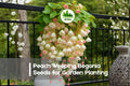 25+ Peach Weeping Begonia Seeds – Trailing, Soft Peach Blooms, Begonia boliviensis, Shade Garden, Hanging Basket, Container Plant