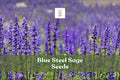 Blue Steel Sage Seeds | Salvia farinacea | Drought-Tolerant Perennial Flower Seeds for Gardens & Containers