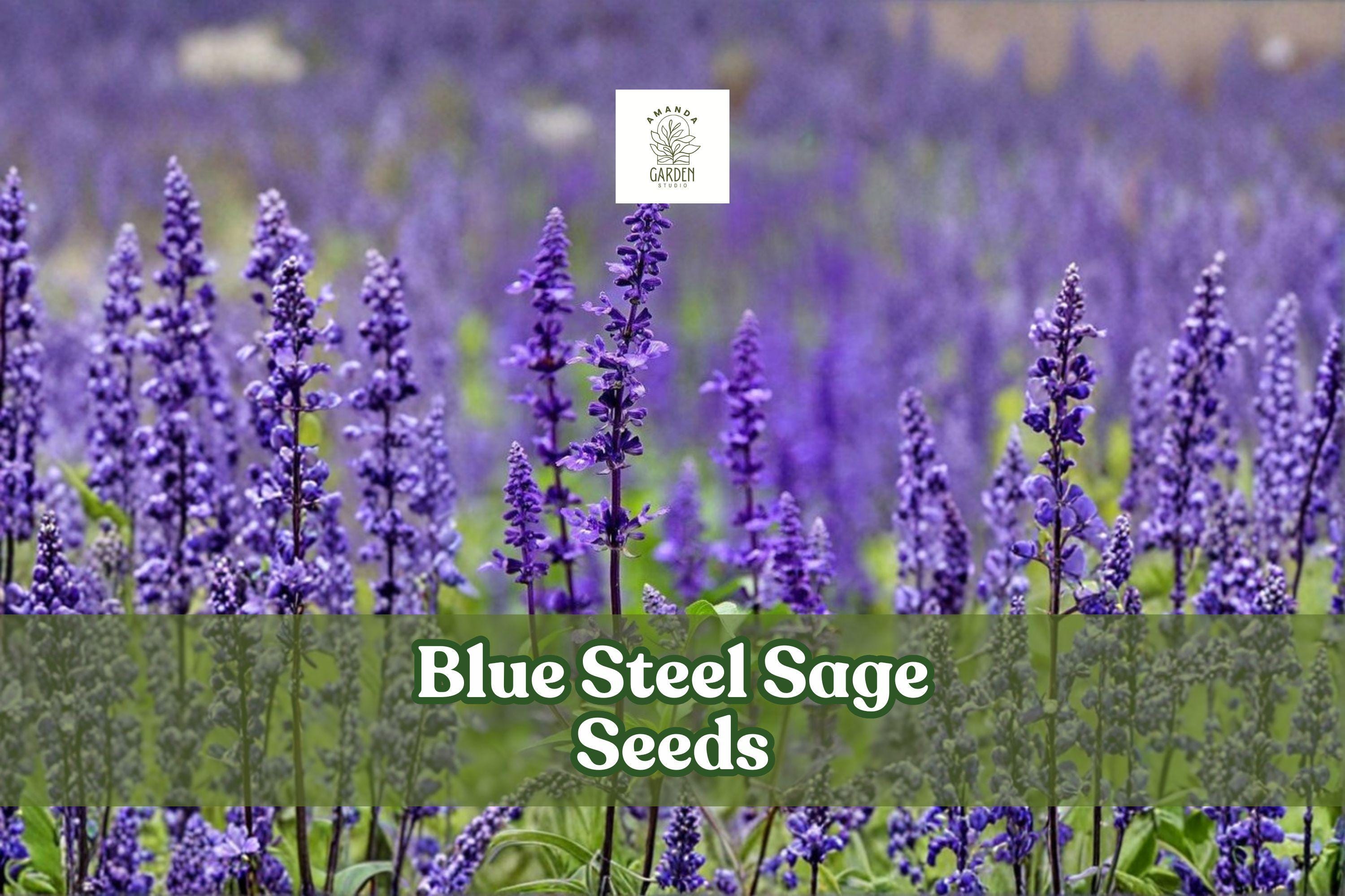 Blue Steel Sage Seeds | Salvia farinacea | Drought-Tolerant Perennial Flower Seeds for Gardens & Containers