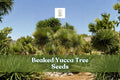 Beaked Yucca Seeds | Drought-Tolerant Desert Plant | Yucca rostrata | Blue-Green Foliage, Architectural, Perennial