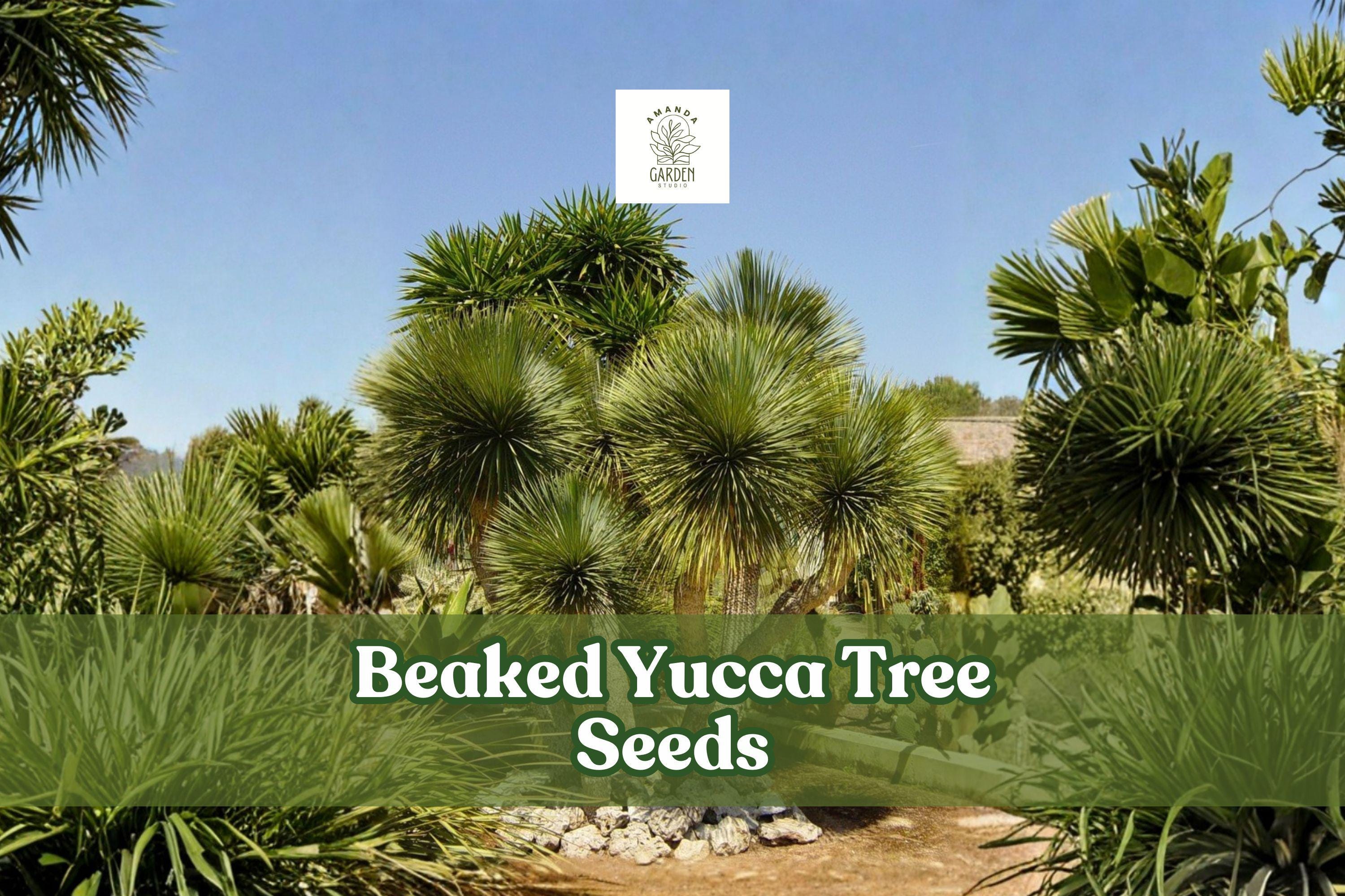 Beaked Yucca Seeds | Drought-Tolerant Desert Plant | Yucca rostrata | Blue-Green Foliage, Architectural, Perennial