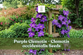 Purple Clematis Seeds | Climbing Flowering Vine | Violet Blooms | Clematis occidentalis | Garden Climber Seeds