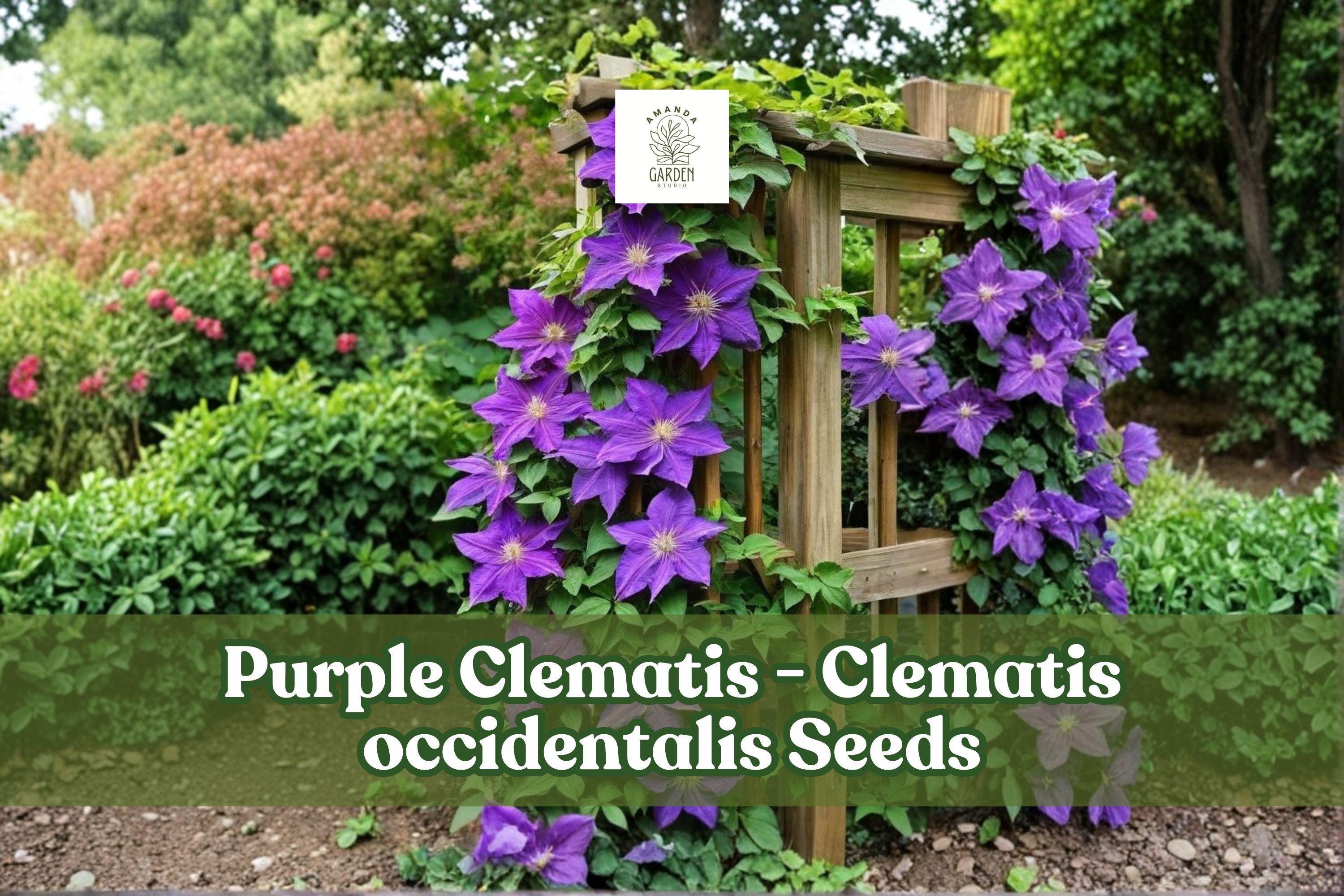 Purple Clematis Seeds | Climbing Flowering Vine | Violet Blooms | Clematis occidentalis | Garden Climber Seeds
