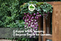 Purple White Weeping Begonia Seeds | Cascading Bi-Color Blooms | Begonia boliviensis for Hanging Baskets & Shade