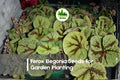 25+ Ferox Begonia Seeds – Exotic Foliage, Textured Leaves, Rare Begonia ferox for Shade Gardens, Terrariums & Indoor Pots