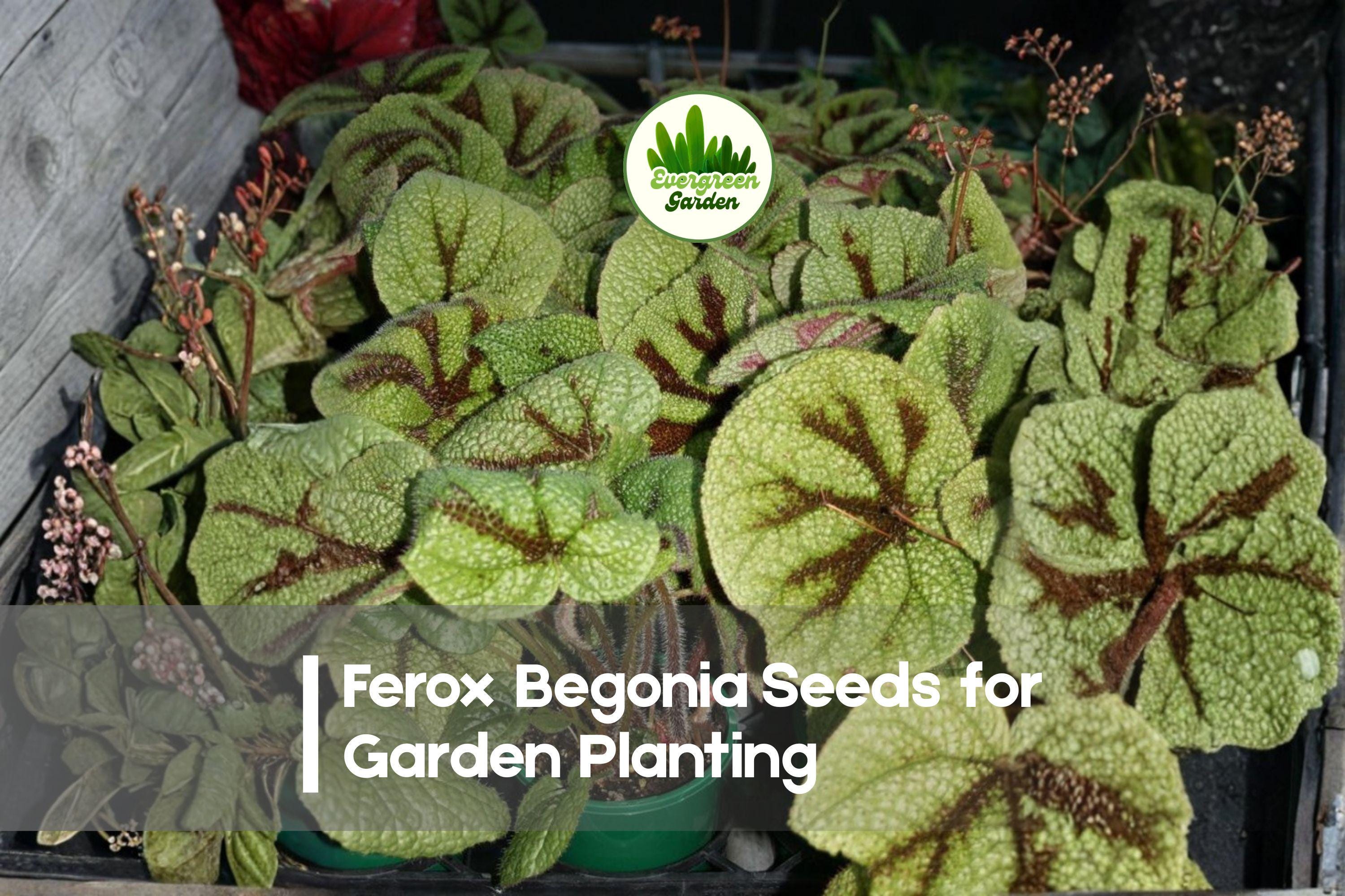 25+ Ferox Begonia Seeds – Exotic Foliage, Textured Leaves, Rare Begonia ferox for Shade Gardens, Terrariums & Indoor Pots