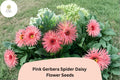 Pink Gerbera Spider Daisy Seeds – Gerbera jamesonii, Exotic Garden Flower, Long-lasting Blooms, Easy to Grow