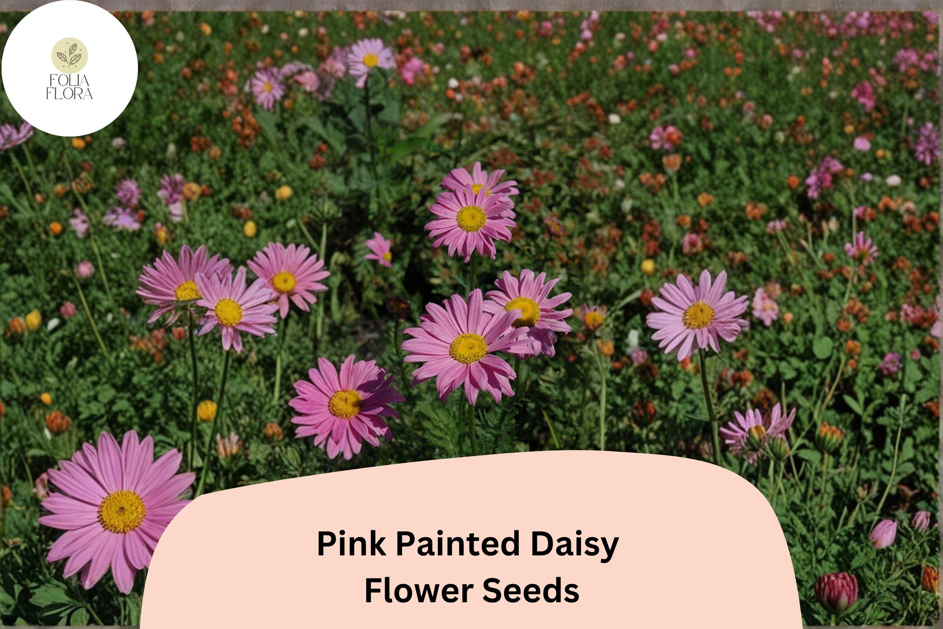 Pink Painted Daisy Seeds | Tanacetum coccineum Perennial Flower | Bright Pink Blooms for Gardens & Borders