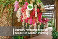 Rainbow Weeping Begonia Seeds - Multicolor Cascading Flowers for Hanging Baskets & Containers | Begonia boliviensis
