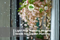 Light Pink Weeping Begonia Seeds, Begonia boliviensis, Pastel Pink Cascading Blooms, Hanging Baskets, Shaded Gardens