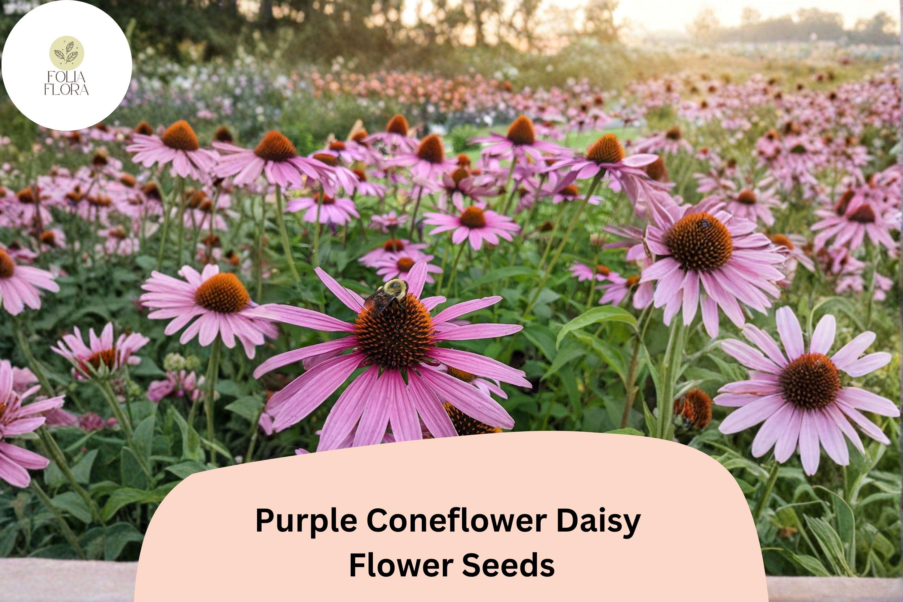 Purple Coneflower Seeds, Echinacea purpurea, Perennial, Pollinator-Friendly, 200+ Seeds