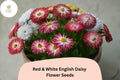 200+ Red & White English Daisy Seeds | Bicolor Bellis perennis Perennial Flower for Borders & Containers