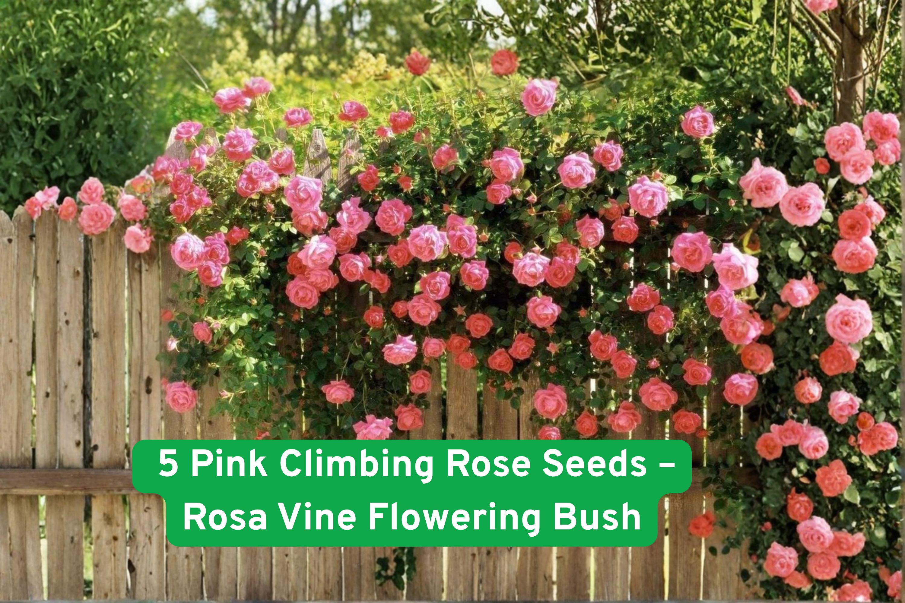 Pink Climbing Rose Seeds, Fragrant Double Blooms, Rosa, Garden Vine for Arbors, Fences, Trellises, Pollinator-Friendly, 5 Seeds