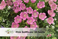 3 Red Velvet Hummingbird Lily Bulbs | Tall Perennial Flowering Plants with Red Blooms | Lycoris spp.