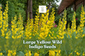 50 Yellow Wild Indigo Seeds Baptisia sphaerocarpa Native Perennial Pollinator Garden Seeds