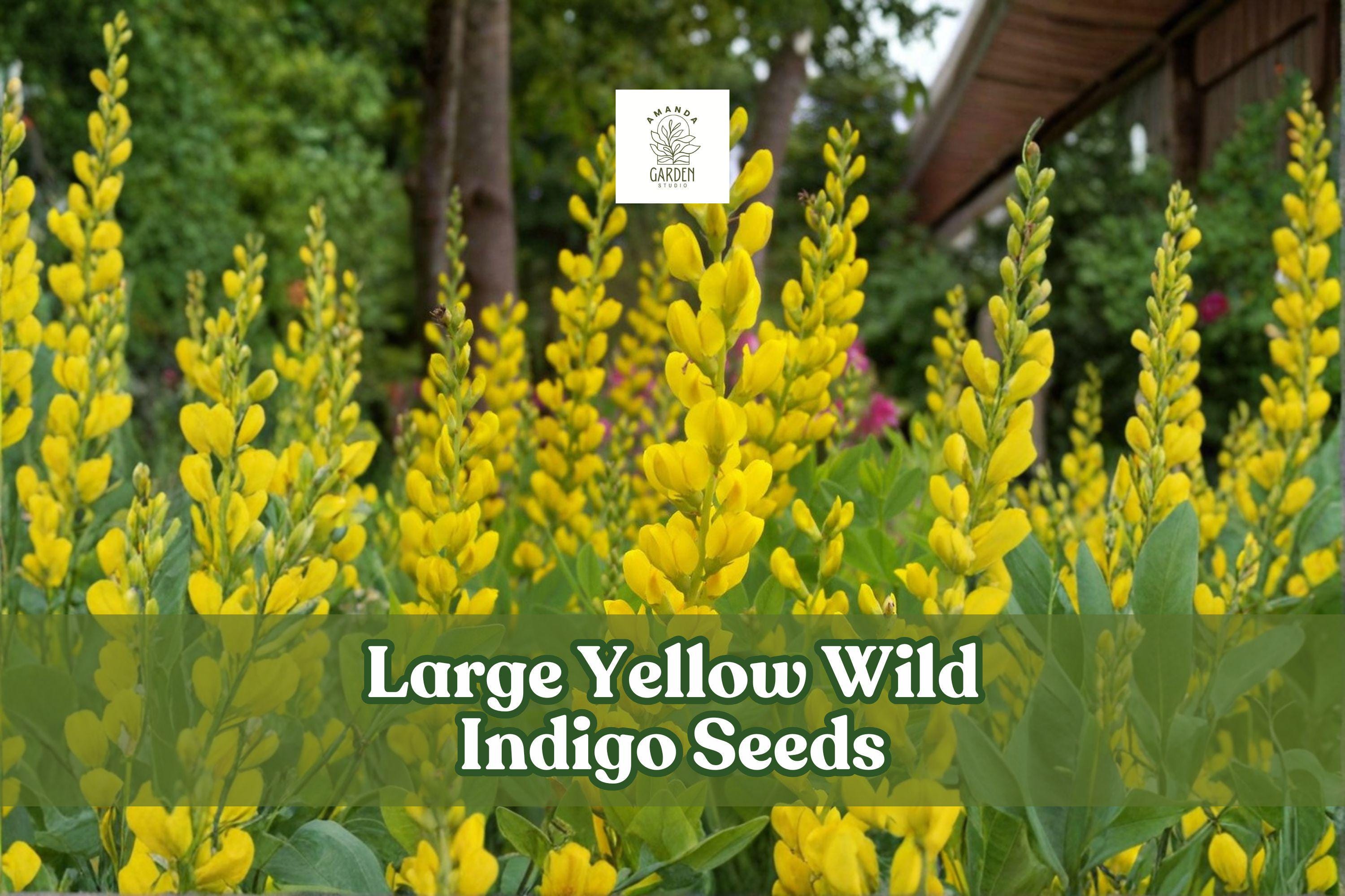 50 Yellow Wild Indigo Seeds Baptisia sphaerocarpa Native Perennial Pollinator Garden Seeds