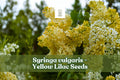 Yellow Lilac Seeds for Bonsai, Syringa vulgaris, Fragrant Flowering Shrub, 50+ Seeds