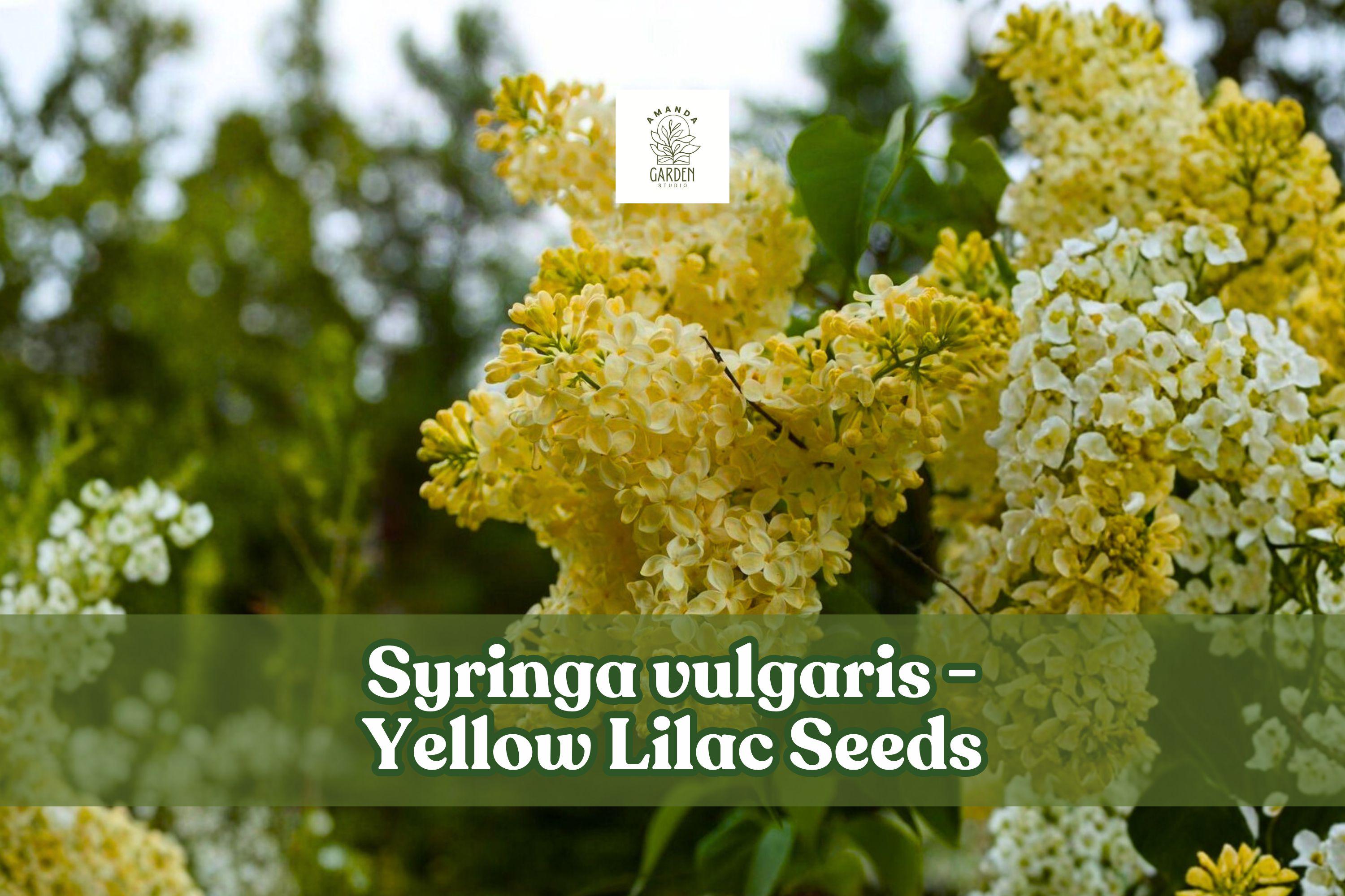 Yellow Lilac Seeds for Bonsai, Syringa vulgaris, Fragrant Flowering Shrub, 50+ Seeds