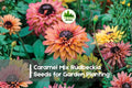 200+ Caramel Mix Rudbeckia Seeds | Perennial Sunflower Seeds for Garden Borders & Pollinators