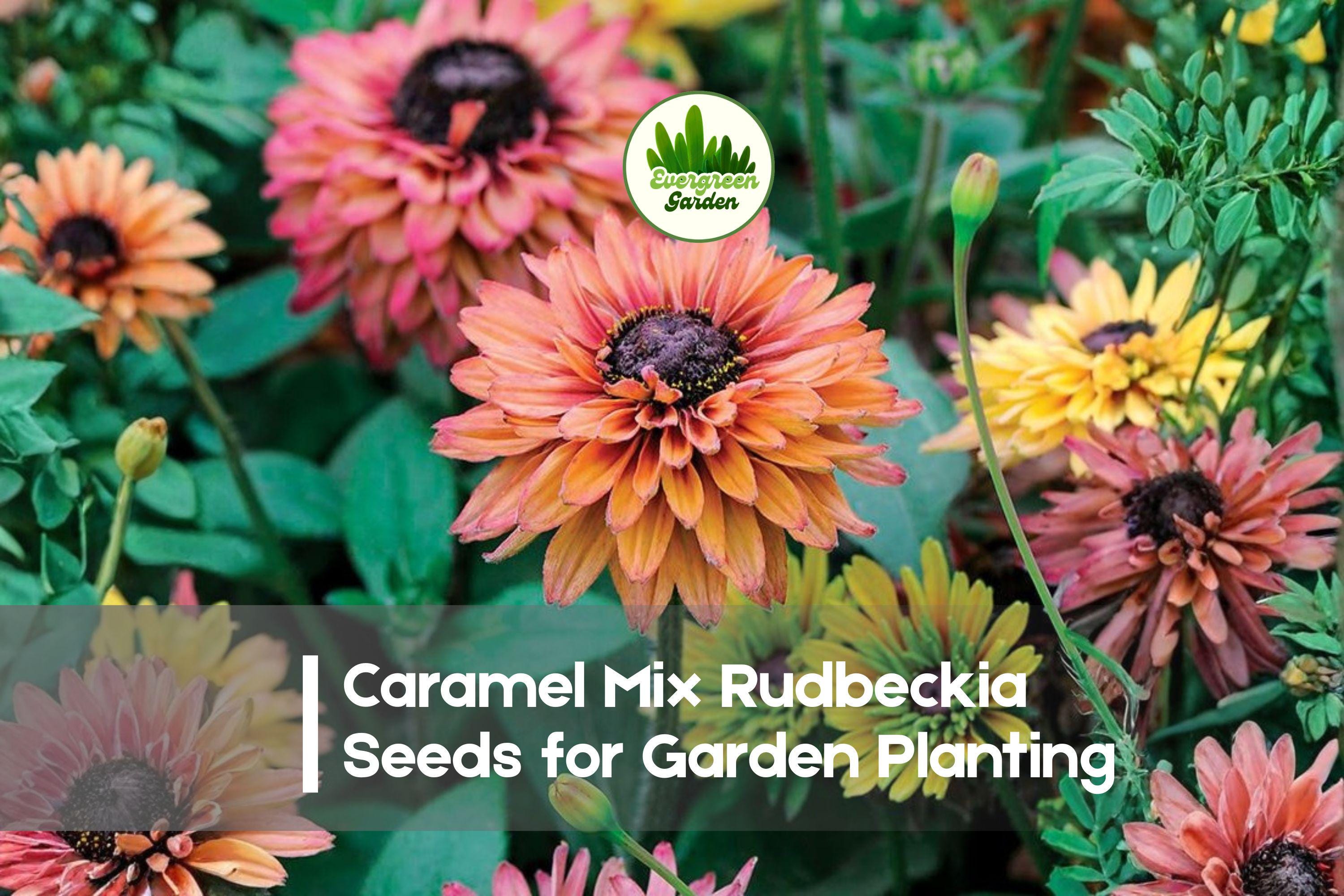 200+ Caramel Mix Rudbeckia Seeds | Perennial Sunflower Seeds for Garden Borders & Pollinators