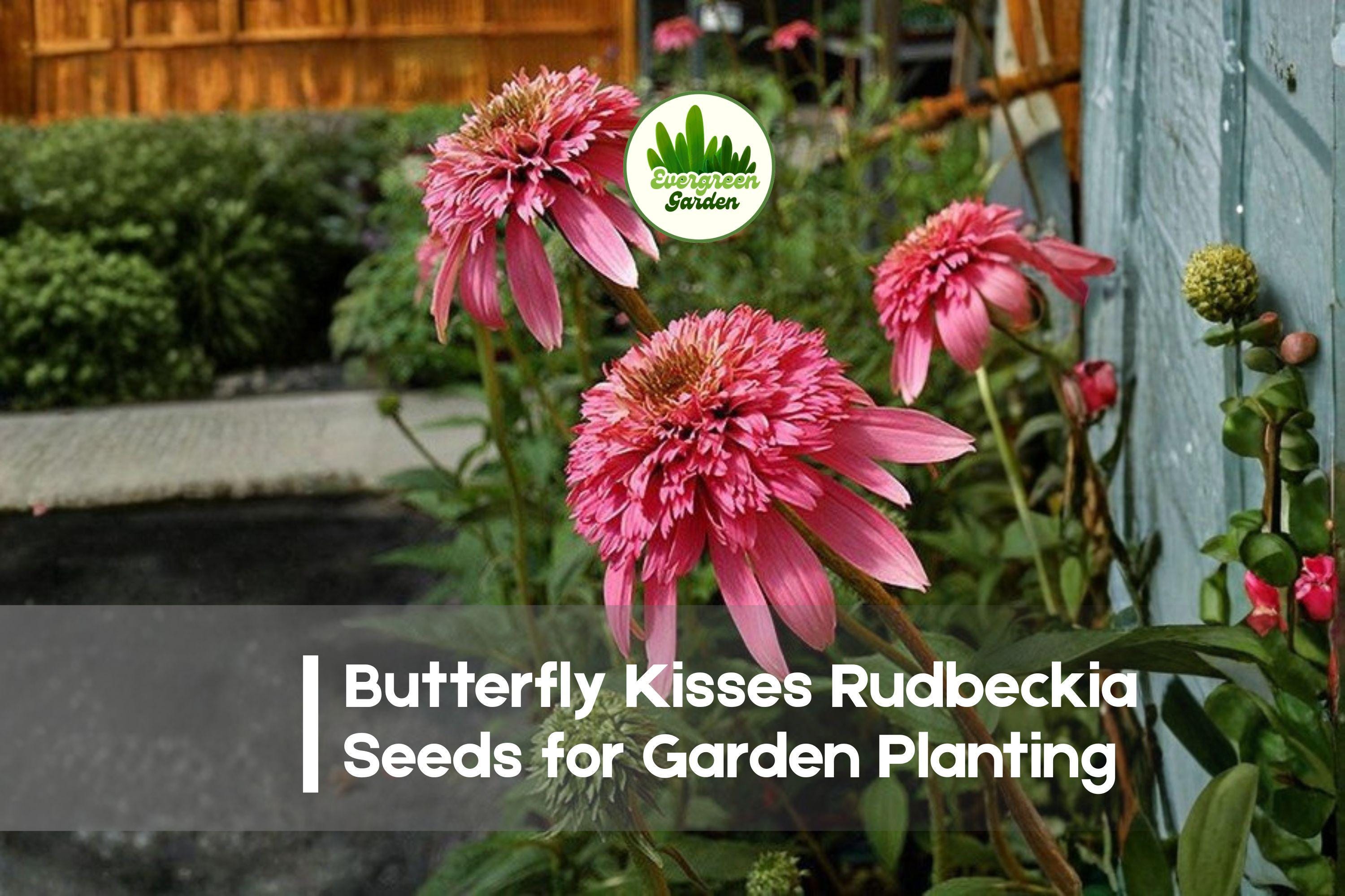 200+ Butterfly Kisses Rudbeckia Seeds – Bright Yellow Flowers, Pollinator Attracting, Full Sun, Perennial, Rudbeckia hirta