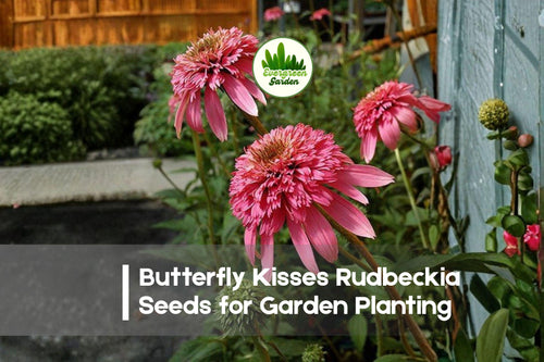 200+ Butterfly Kisses Rudbeckia Seeds – Bright Yellow Flowers, Pollinator Attracting, Full Sun, Perennial, Rudbeckia hirta