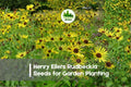 200+ Henry Eilers Rudbeckia Seeds – Perennial Black-Eyed Susan, Golden Yellow Flowers, Rudbeckia subtomentosa