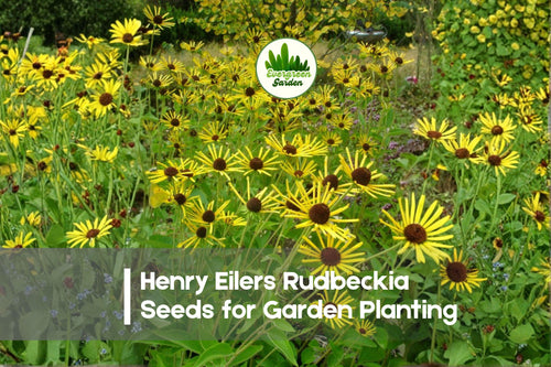200+ Henry Eilers Rudbeckia Seeds – Perennial Black-Eyed Susan, Golden Yellow Flowers, Rudbeckia subtomentosa