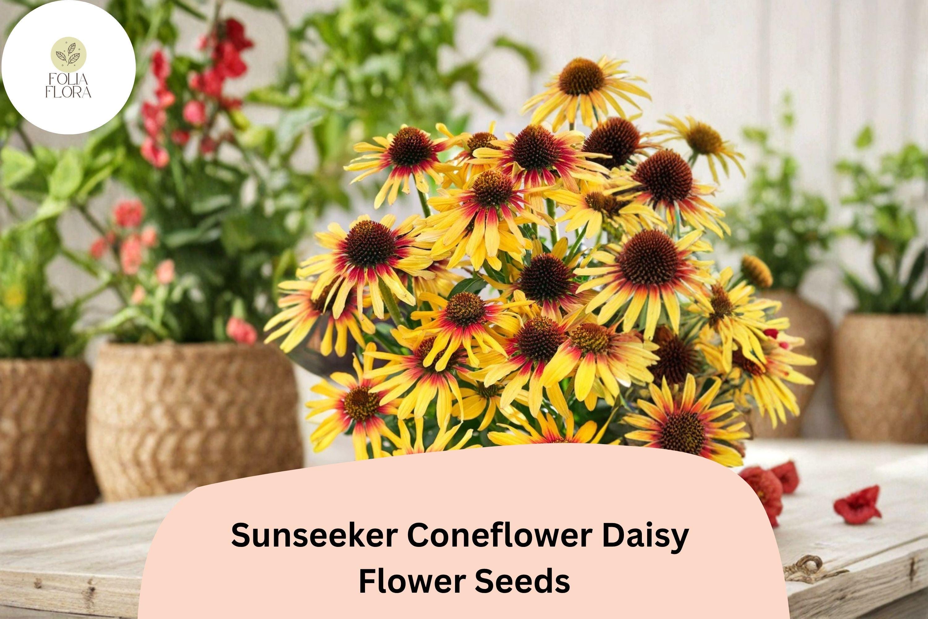 Sunseeker Coneflower Seeds | Echinacea purpurea Yellow Blooms | Perennial Flower Seeds for Garden, Pollinators