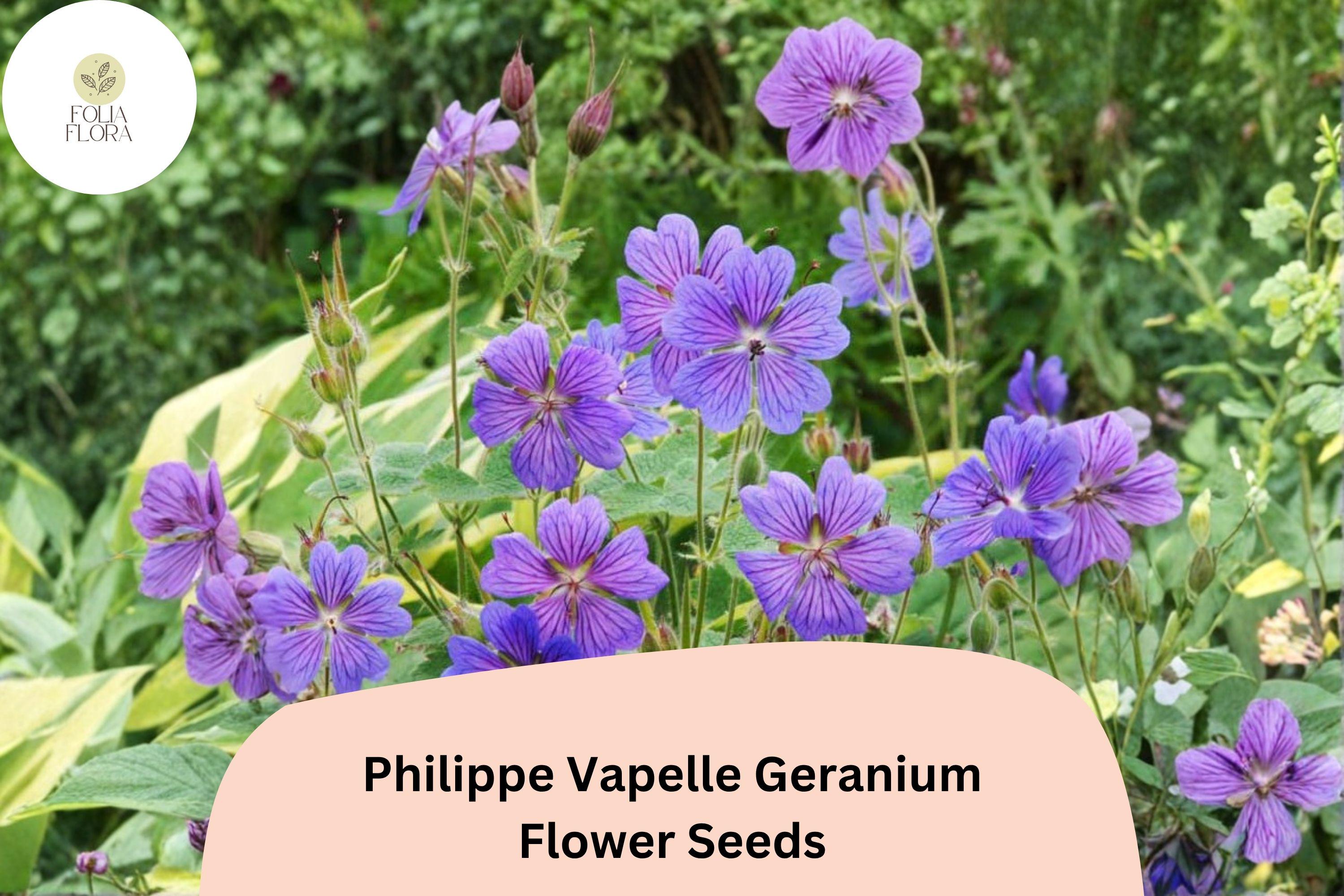 25+ Philippe Vapelle Geranium Seeds | Perennial Purple-Violet Blooms for Garden Borders & Pollinator Gardens | Geranium ‘Philippe Vapelle’
