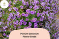 25+ Plenum Geranium Seeds | Hardy Perennial with Double Purple Blooms | Geranium pratense ‘Plenum’ for Borders & Cottage Gardens
