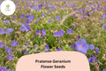 25+ Pratense Geranium Seeds, Violet-Purple Blooms, Hardy Perennial for Borders & Cottage Gardens, Geranium pratense