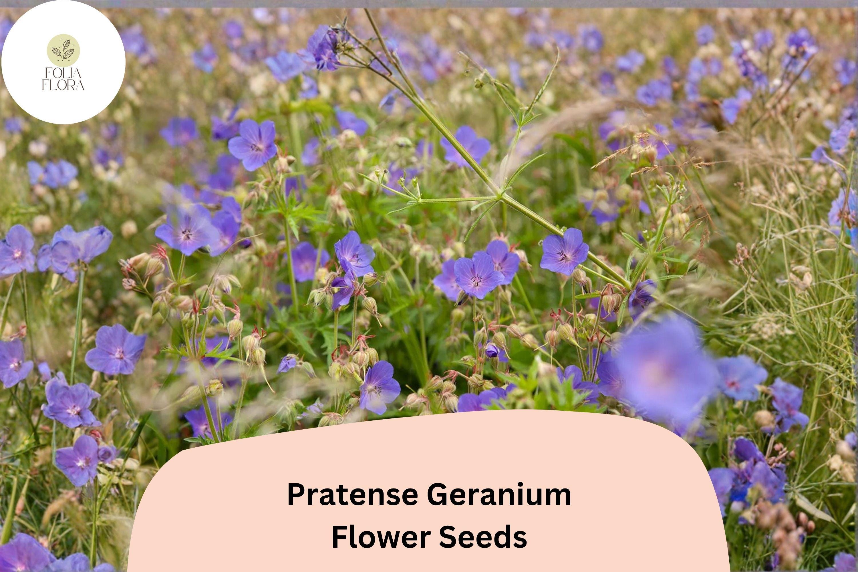 25+ Pratense Geranium Seeds, Violet-Purple Blooms, Hardy Perennial for Borders & Cottage Gardens, Geranium pratense