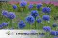 50 Storm Cloud Agapanthus Seeds | Blue-Purple Flower Clusters | Agapanthus orientalis Perennial Plant for Borders & Containers