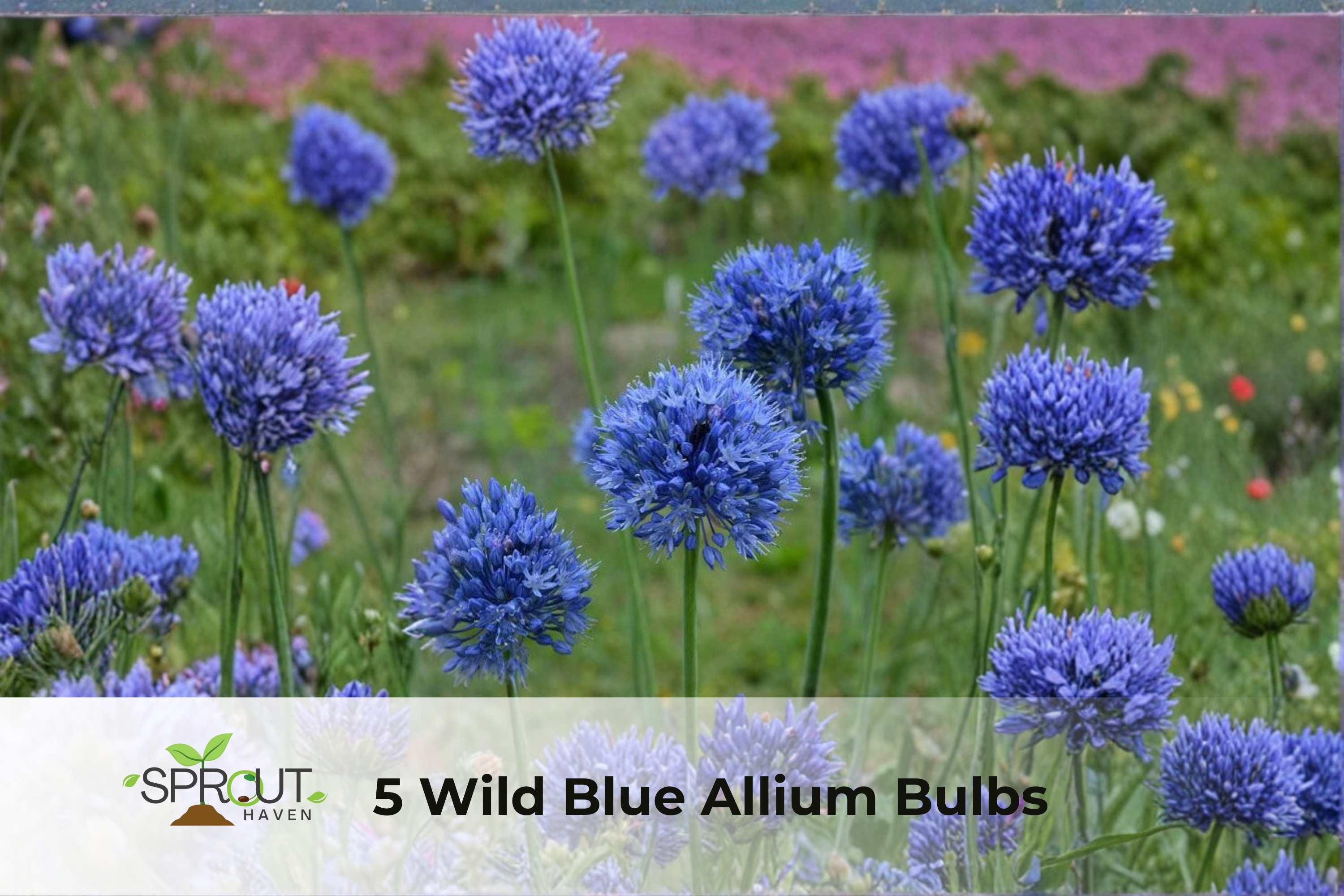 50 Storm Cloud Agapanthus Seeds | Blue-Purple Flower Clusters | Agapanthus orientalis Perennial Plant for Borders & Containers