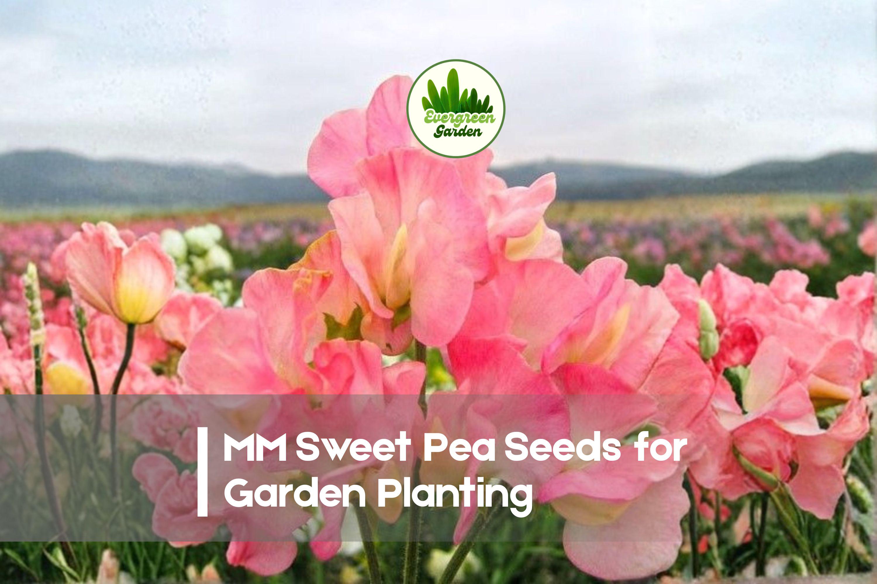 50+ Sweet Pea Seeds, MM Mix, Fragrant Climbing Flower, Lathyrus odoratus, Colorful Pink, Lavender, Cream & Coral