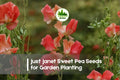 50+ Just Janet Sweet Pea Seeds, Cream Pink Fragrant Climbing Flower, Lathyrus odoratus, Annual Garden Vine for Trellises & Cut Flowers