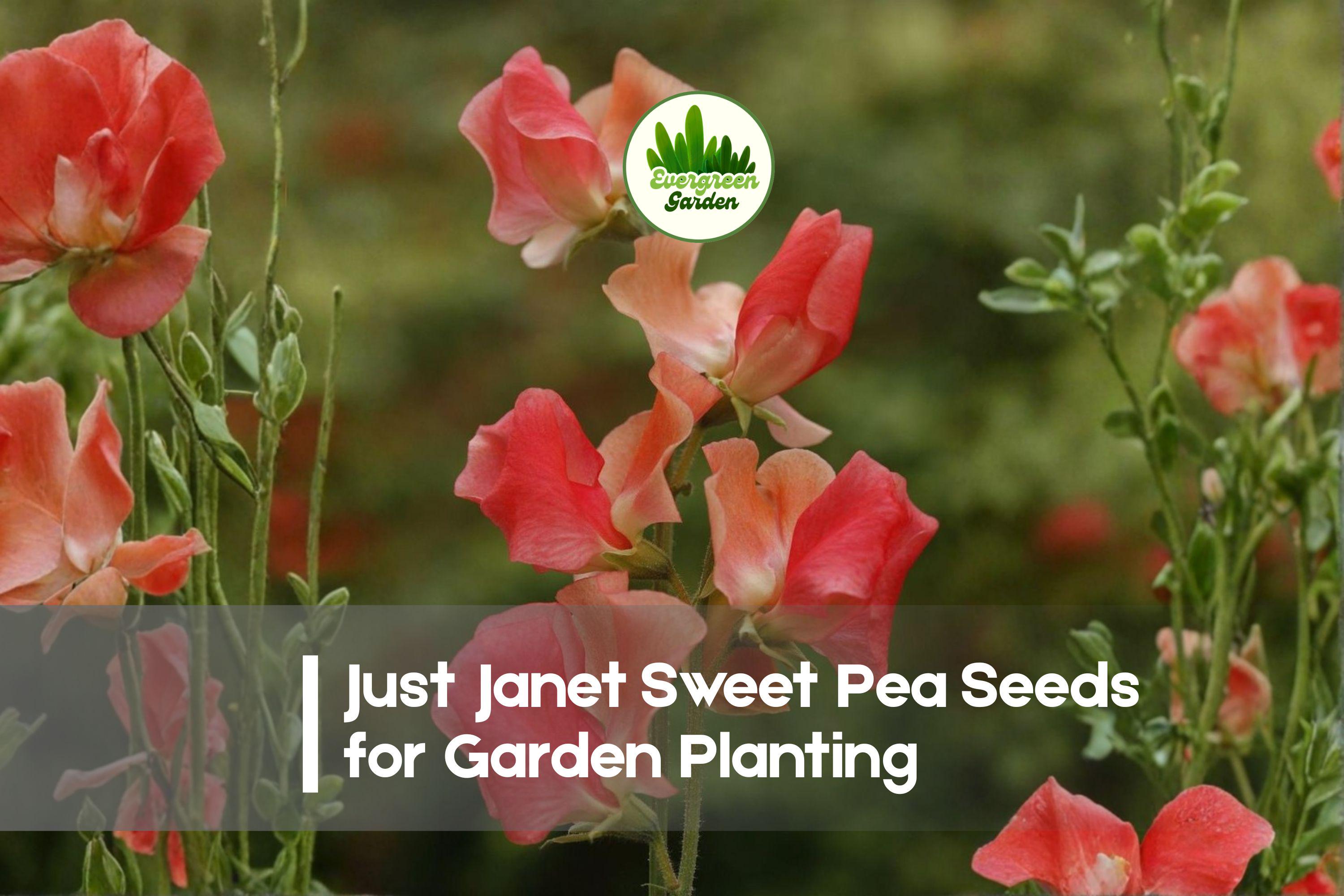 50+ Just Janet Sweet Pea Seeds, Cream Pink Fragrant Climbing Flower, Lathyrus odoratus, Annual Garden Vine for Trellises & Cut Flowers