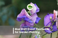 Blue Shift Sweet Pea Seeds – Color-Changing Pink to Blue, Climbing Annual Lathyrus odoratus, Garden, Fence, Container Plant