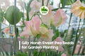 Gilly Norah Sweet Pea Seeds – Soft Pink Fragrant Climbing Flowers for Garden Trellises & Cut Flowers, Lathyrus odoratus